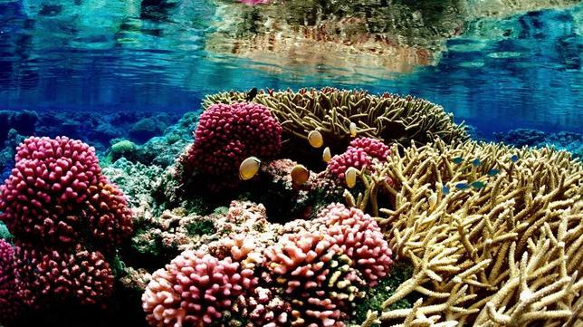 Un enjambre de robots con inteligencia colectiva para salvar los arrecifes de coral