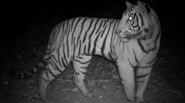 Los tigres que hacen turno de noche para no cruzarse con seres humanos