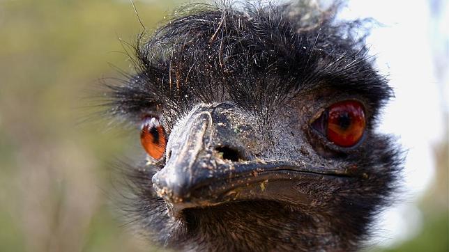 Pasos subterráneos en las carreteras de Australia para los emús