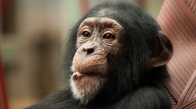 El hombre de Atapuerca practicaba el mismo canibalismo que los chimpancés