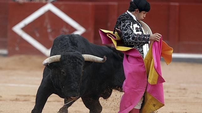 Un criador recupera los testículos de un toro lidiado para inseminación
