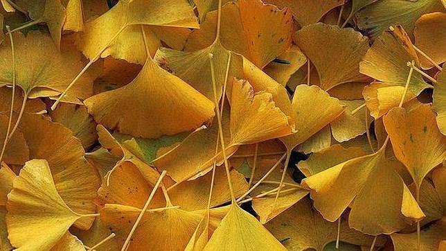 artería lavandería Apariencia Por qué las hojas de los árboles cambian de color en otoño?