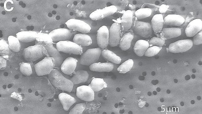 El secreto de la increíble bacteria de la NASA
