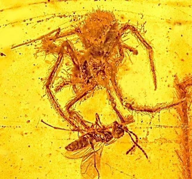El ataque de la araña de hace 100 millones de años