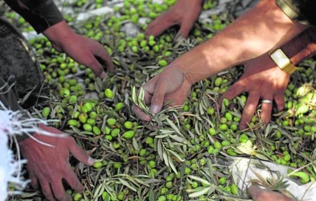 Los precios del aceite se mantendrán a pesar de la merma en la producción