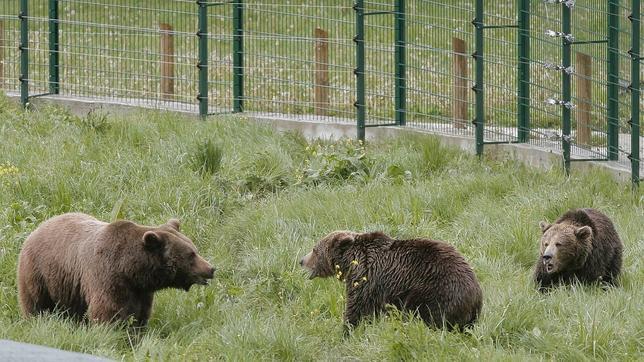 Fapas pregunta al Gobierno asturiano si Paca y Tola serán sacrificadas