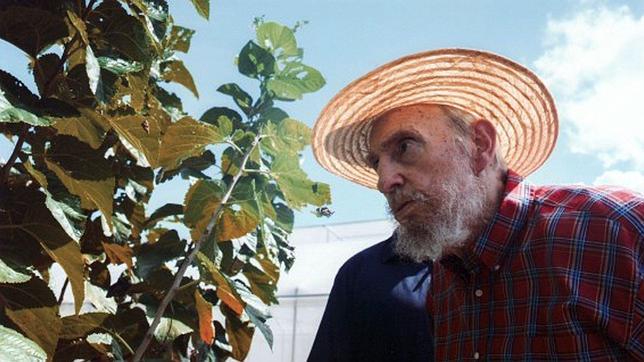 Fidel Castro escribe por segunda vez esta semana, ahora sobre la moringa y la morera