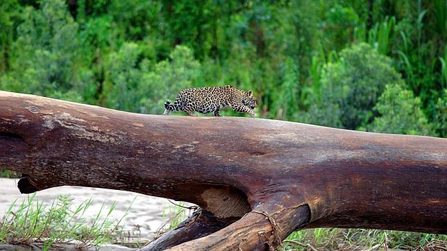 Brasil clonará a ocho de sus especies más amenazadas
