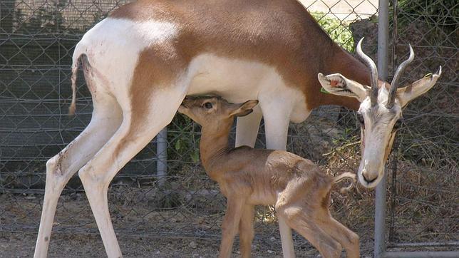 Condenados a escribir 2.000 palabras sobre medio ambiente por intentar separar a un cervatillo de su madre