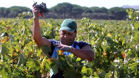 Ribera del Duero, mejor Región Vitivinícola internacional