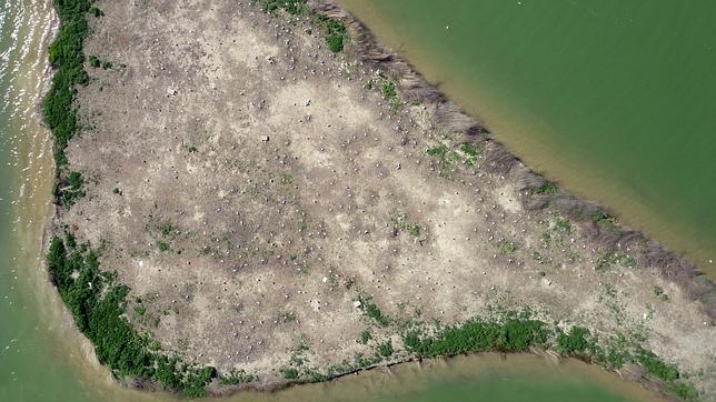 Aviones no tripulados para estudiar a las aves