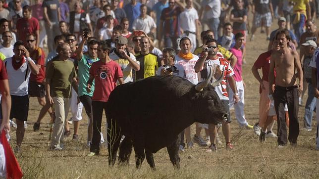 El Toro de la Vega se mantiene como Fiesta de Interés Turístico Nacional