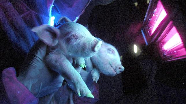 Animales: ¿De verdad es necesario experimentar conmigo?