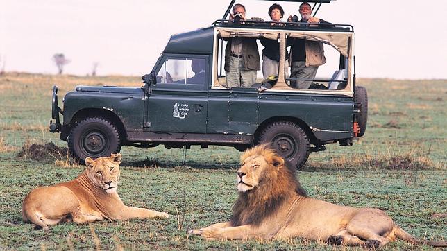 Alto riesgo de extinción para  leones