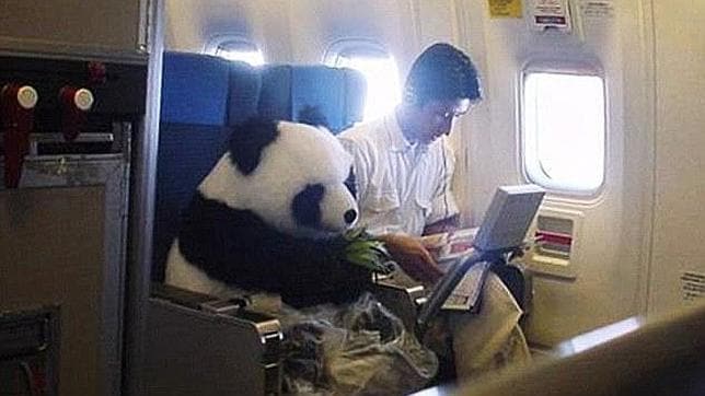 Un panda viajando en avión, la fotografía que engañó a miles de internautas