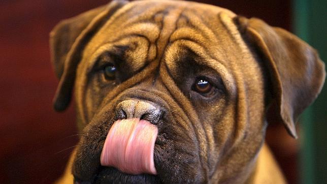 El 30 por ciento de los gallegos prefiere a su mascota antes que a su pareja