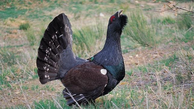 Se reduce la mortalidad no natural del urogallo cantábrico