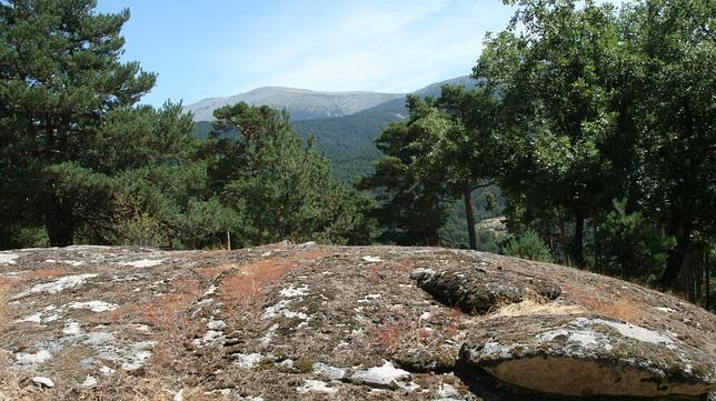 Madrid clona árboles de especies resistentes a plagas y sequías