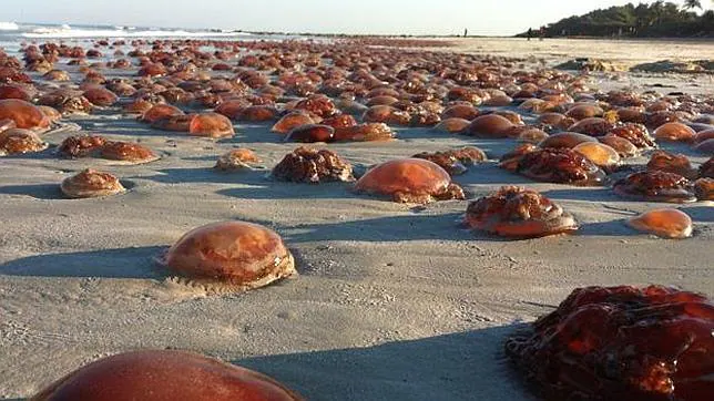 ¿Invaden las medusas los océanos?