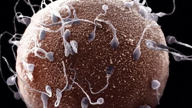 Los peligros de donar semen por internet