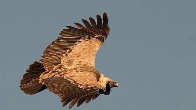 El patrón de vuelo del buitre leonado puede reducir sus colisiones en parques eólicos