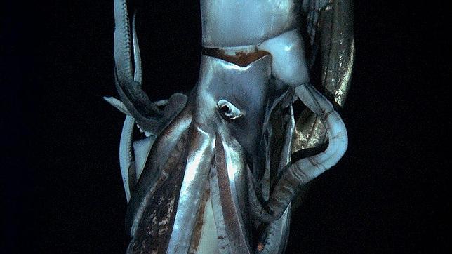 Impresionantes imágenes en vídeo del calamar gigante