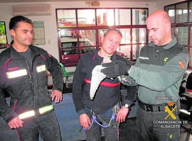 Recuperan un cernícalo en una nave industrial de Almansa