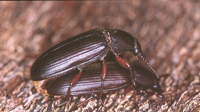 Los escarabajos también pueden contar