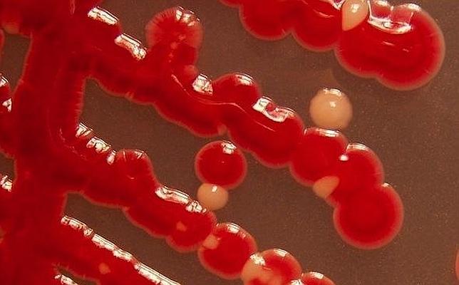 Descubren una bacteria común que podría vivir en Marte