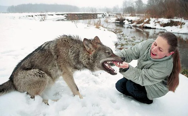 ¿Por qué los lobos no se pueden domesticar y los perros sí?