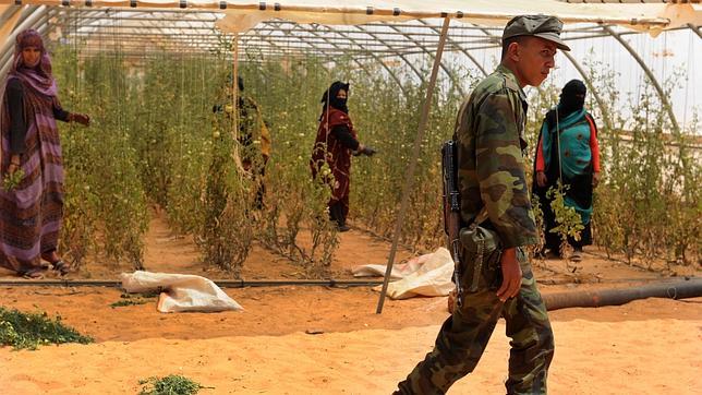 El Polisario saca a los cooperantes no imprescindibles de los campamentos de Tinduf