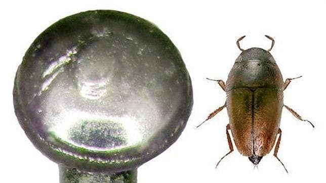 Descubren un escarabajo más pequeño que una cabeza de alfiler