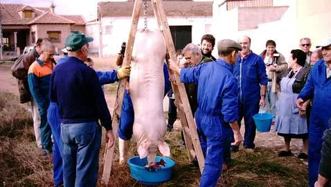 Piden «aturdir» a los cerdos antes de las matanzas tradicionales