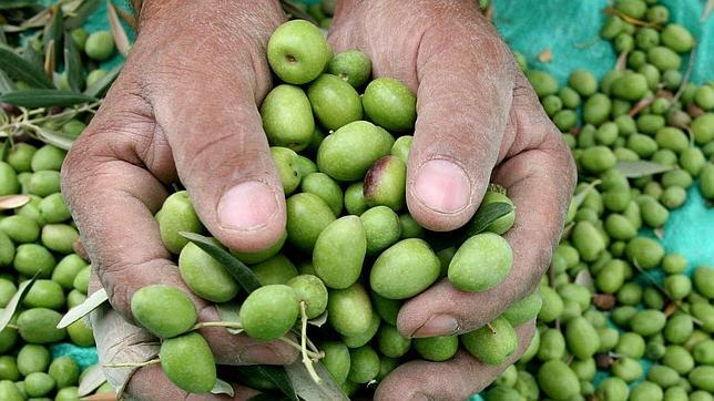 Una firma española lleva la tecnología de «big data» al sector agrario