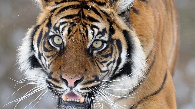 India y Nepal inician un censo conjunto de tigres de Bengala