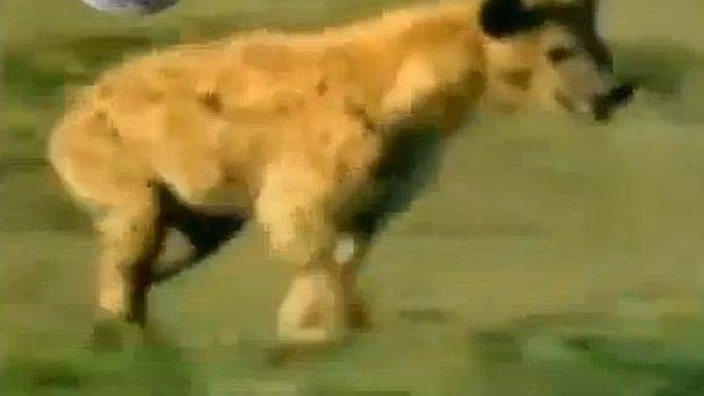 TV3 compara a los jugadores del Madrid con hienas que cazan a Messi