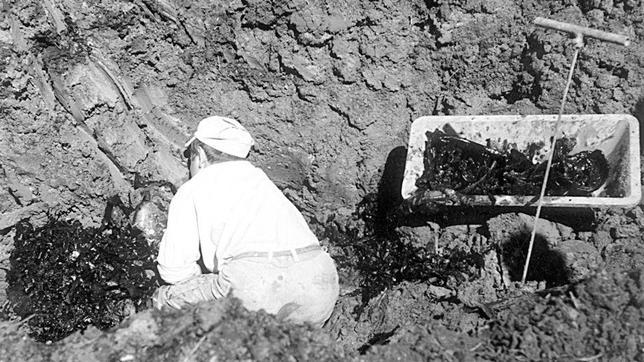 La División Azul busca a sus camaradas fallecidos