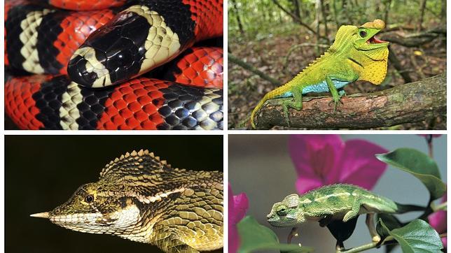 Una de cada cinco especies de reptiles se encuentra amenazada de extinción