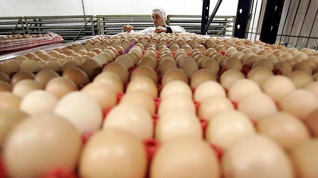 Alemania investiga una presunta estafa a gran escala con huevos ecológicos