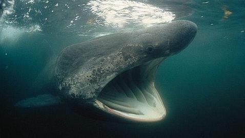 El increíble viaje de 138 días del tiburón peregrino desde Escocia hasta Canarias