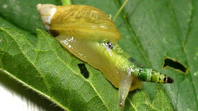 Un caracol infectado, con uno de sus tentáculos ya colorido
