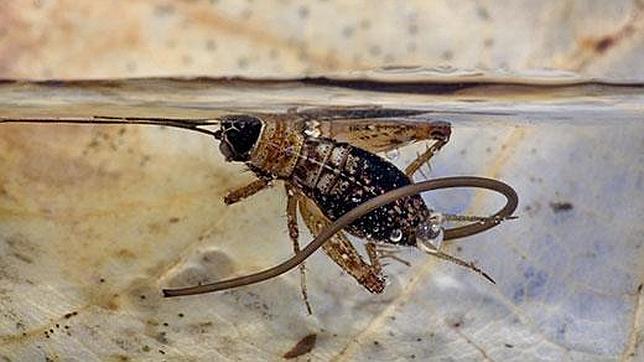 El parásito obliga al grillo a arrojarse al agua