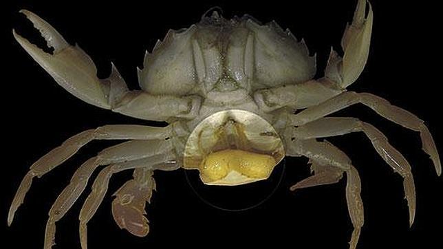 La Sacculina carcini obliga a los cangrejos a llevar sus propios huevos.