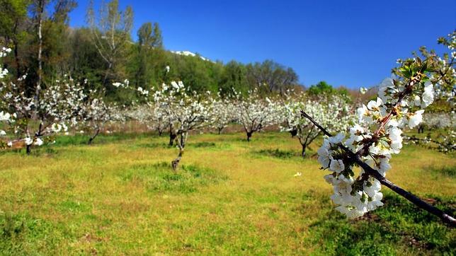 El valle del Jerte y otros diez reinos de los cerezos en flor