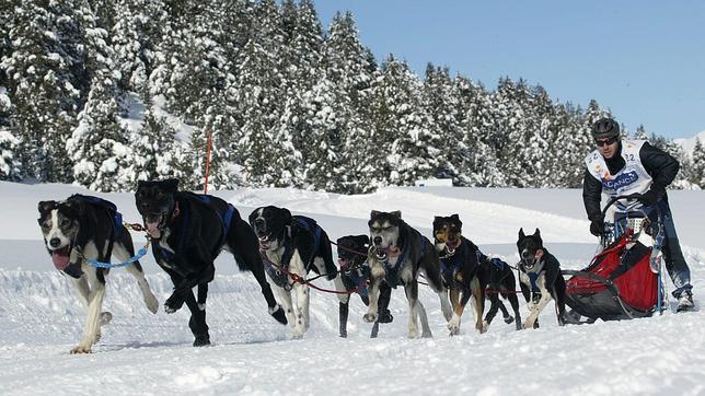Baqueira Beret celebra este fin de semana el campeonato de España de Trineos con Perros