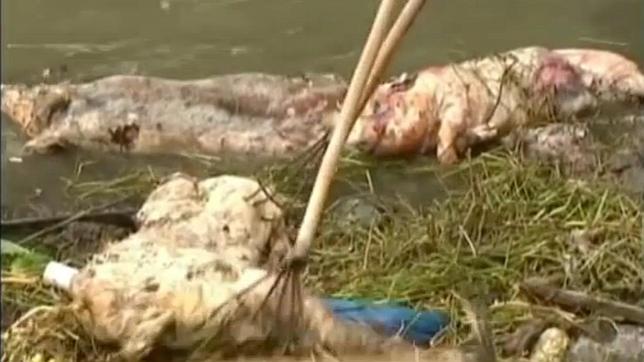 Shanghái retira casi 6.000 cerdos muertos de su río principal