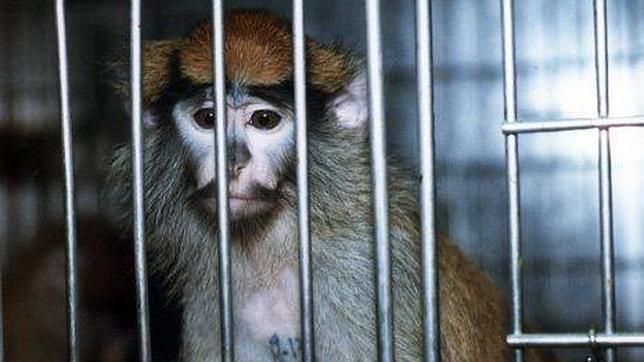 Prohibida la venta de cosméticos para cuya elaboración se experimente con animales