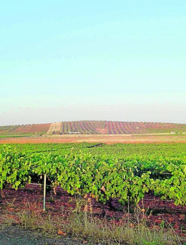 3 bodegas de la DO Valdepeñas,   5 oros y una plata en Berlín