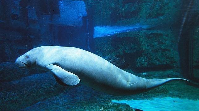 Una marea roja mata un número récord de manatíes en Florida: 174