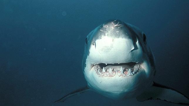 Los tiburones de los mares Mediterráneo y Negro, en peligro de extinción